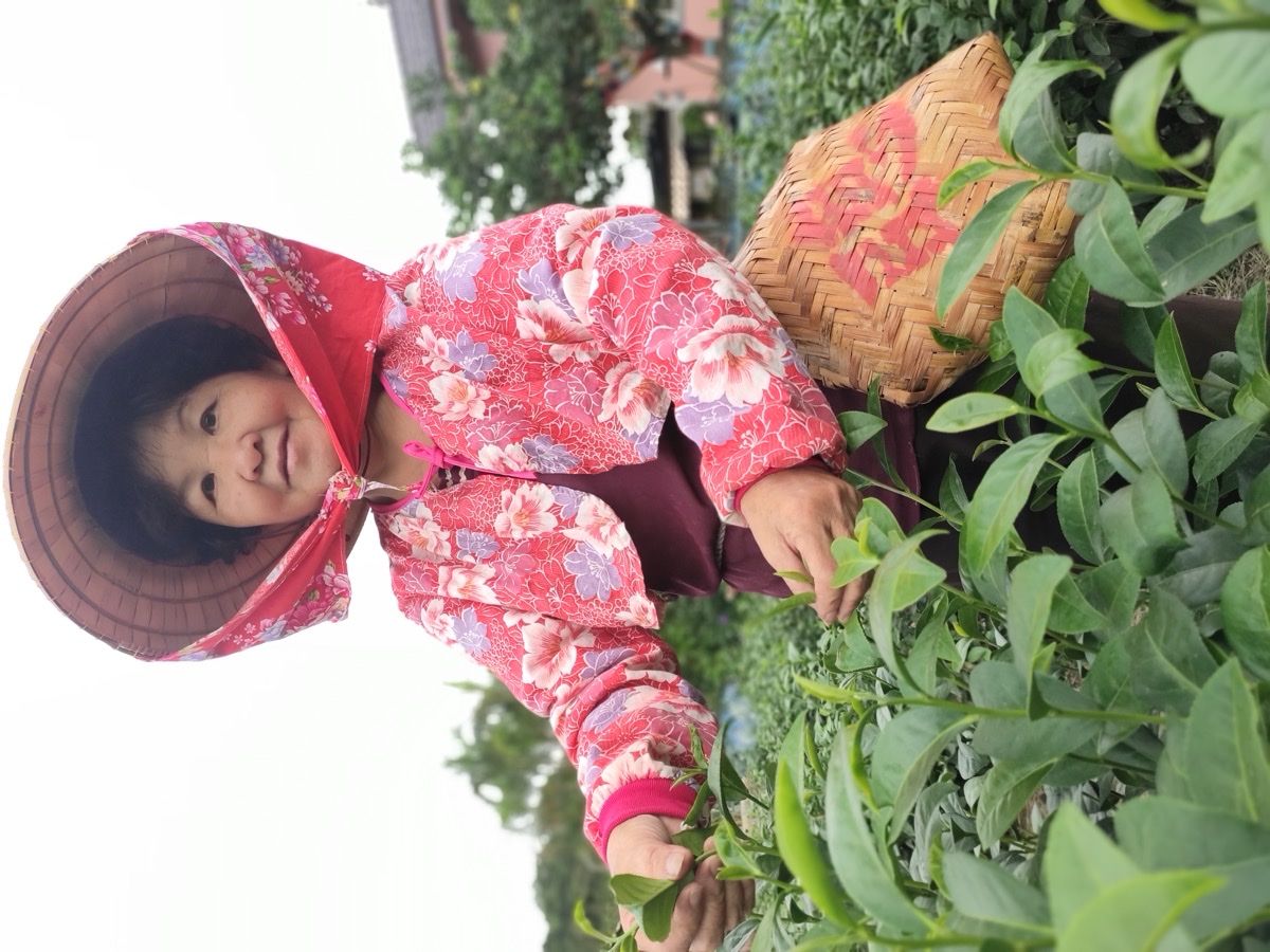 Tea Picking